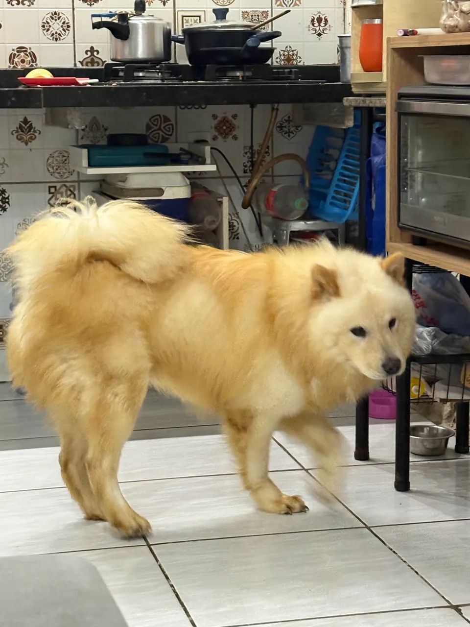 Chowchow