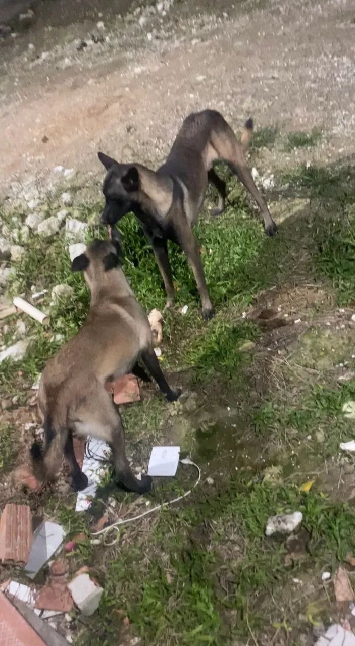 Cachorro belga  - Foto 2