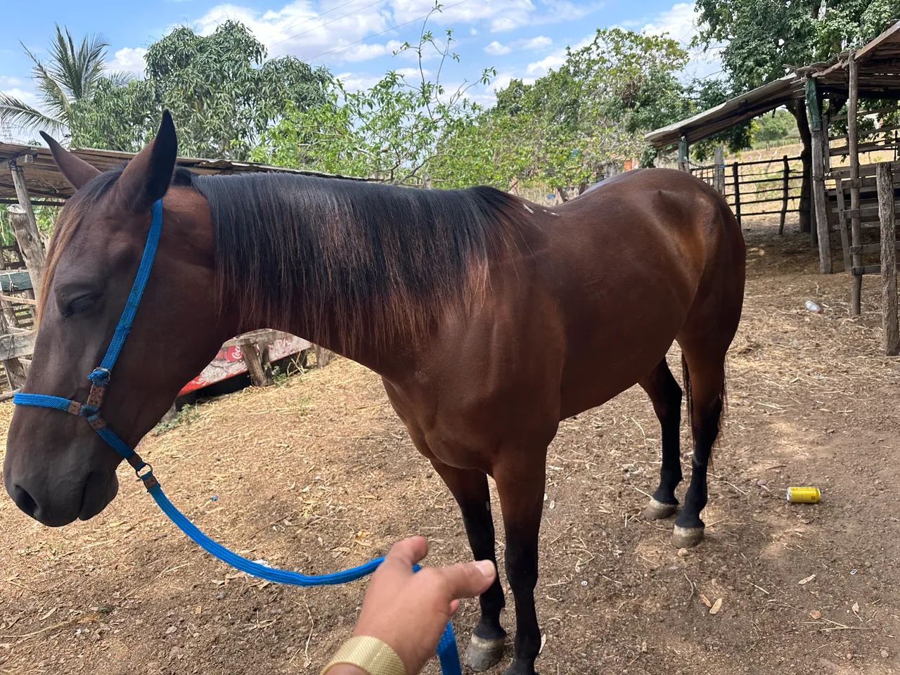 Vendo égua manga larga com quarto de milha.. segunda muda égua de patrão.. 