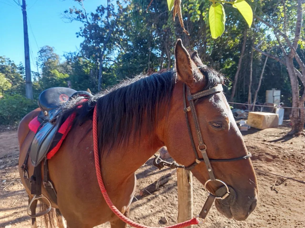 Égua prenha - Foto 6