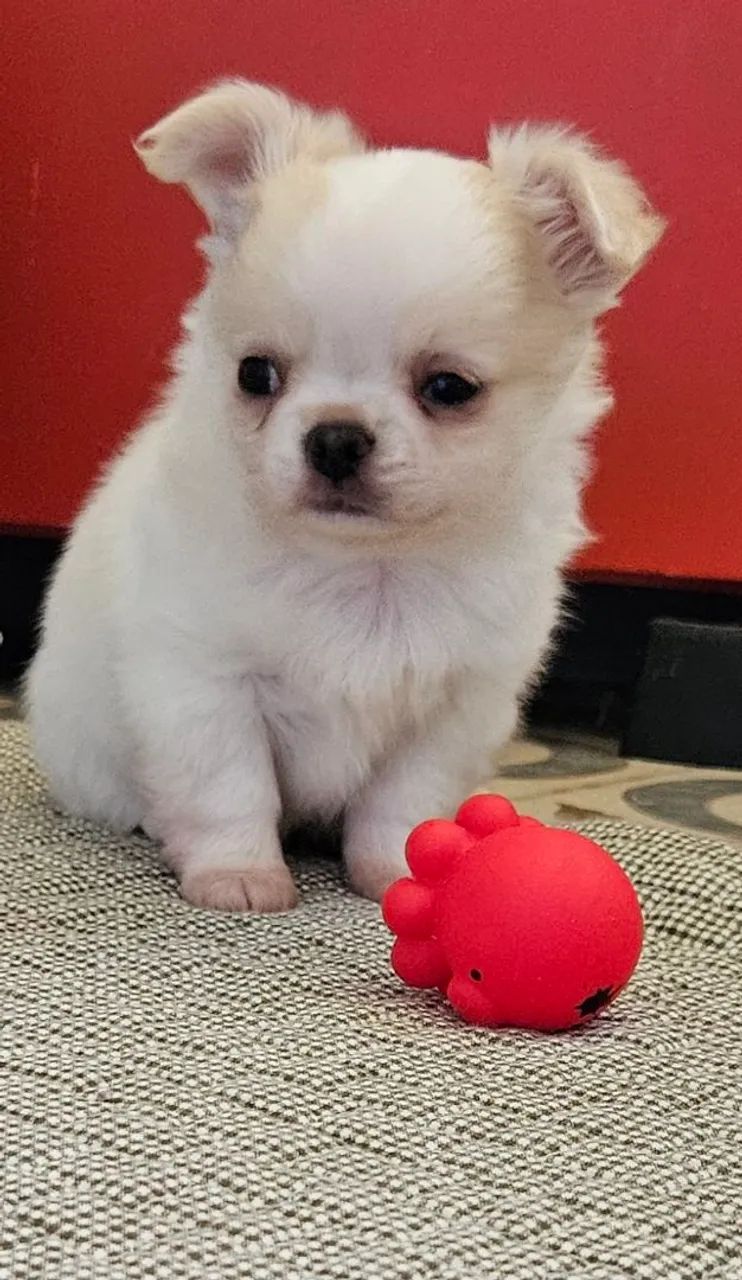 Chihuauha  - Foto 5