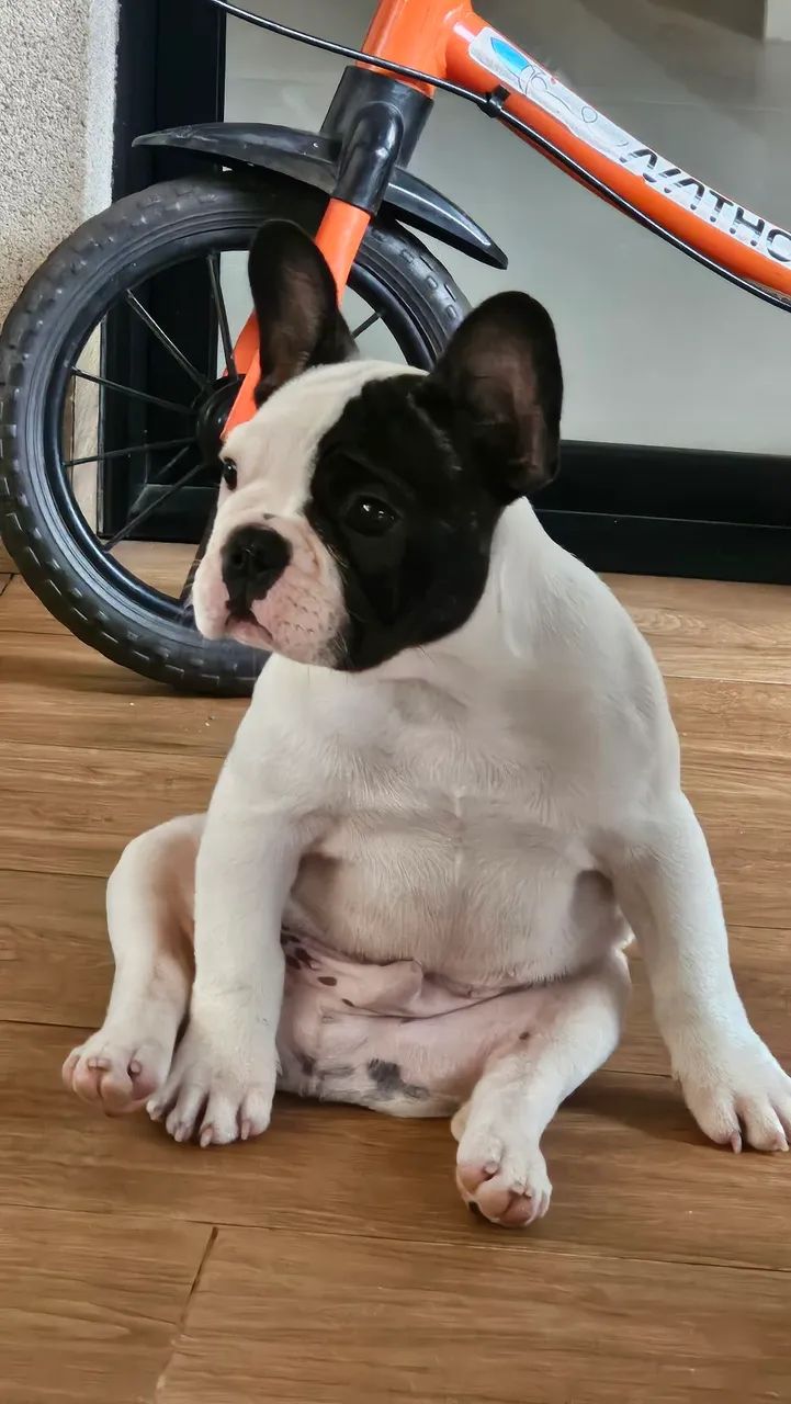 Filhote Buldogue Francês  - Foto 2