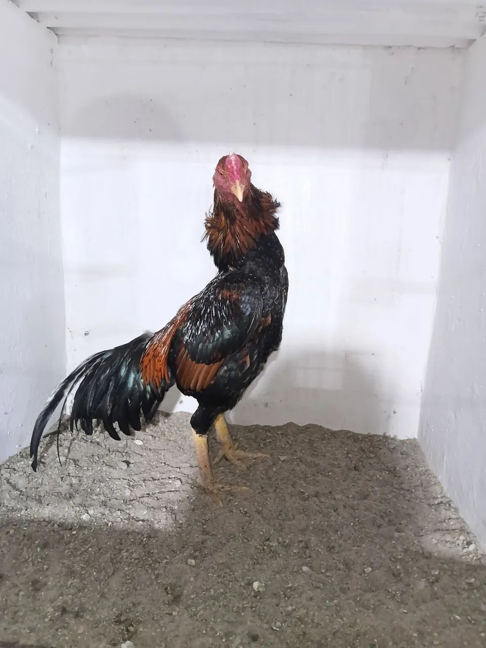 Frango - Foto 3