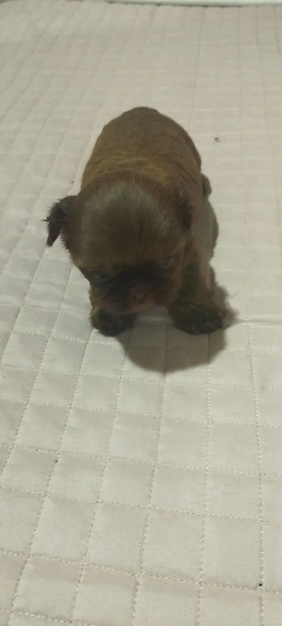 Shihtzu  - Foto 4