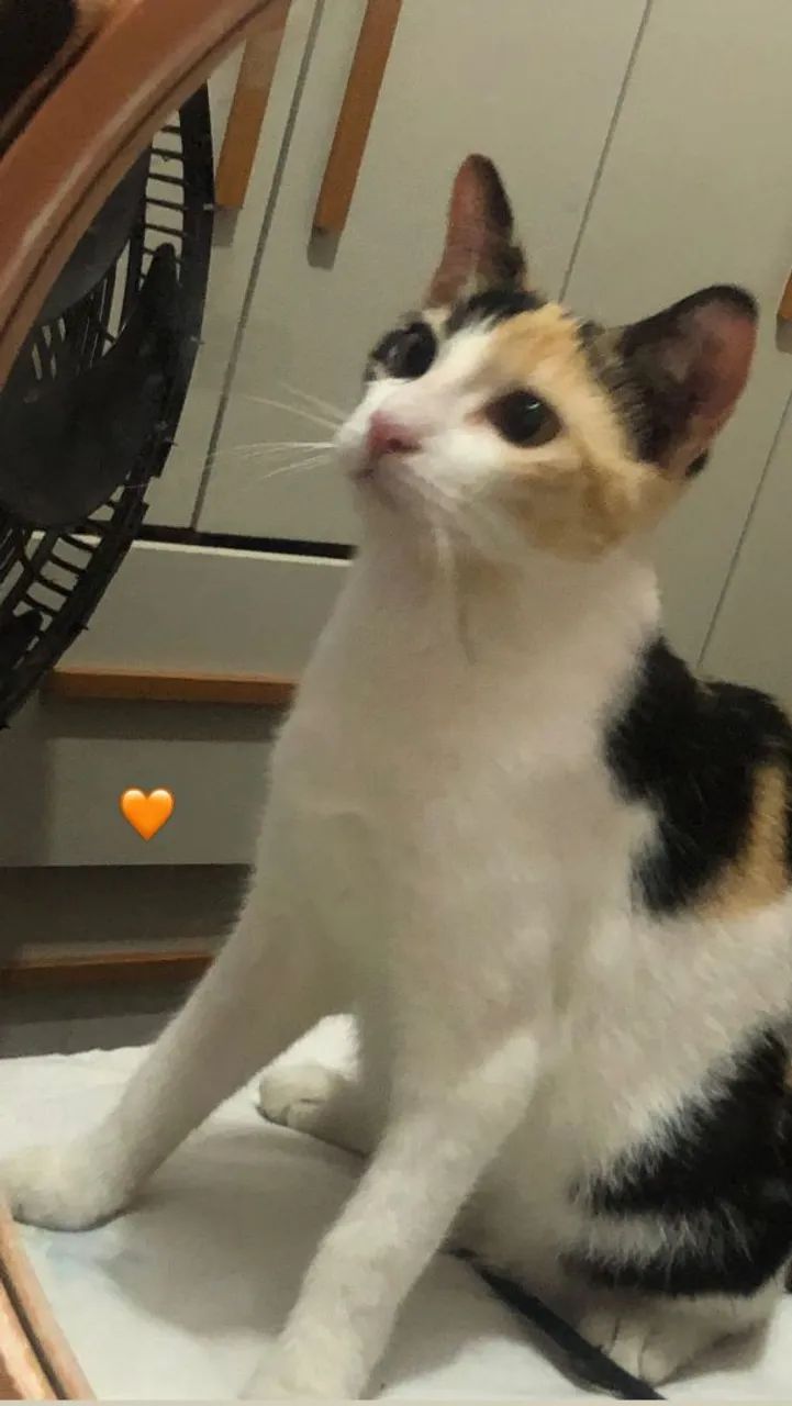 Gato fêmea para doação  - Foto 2