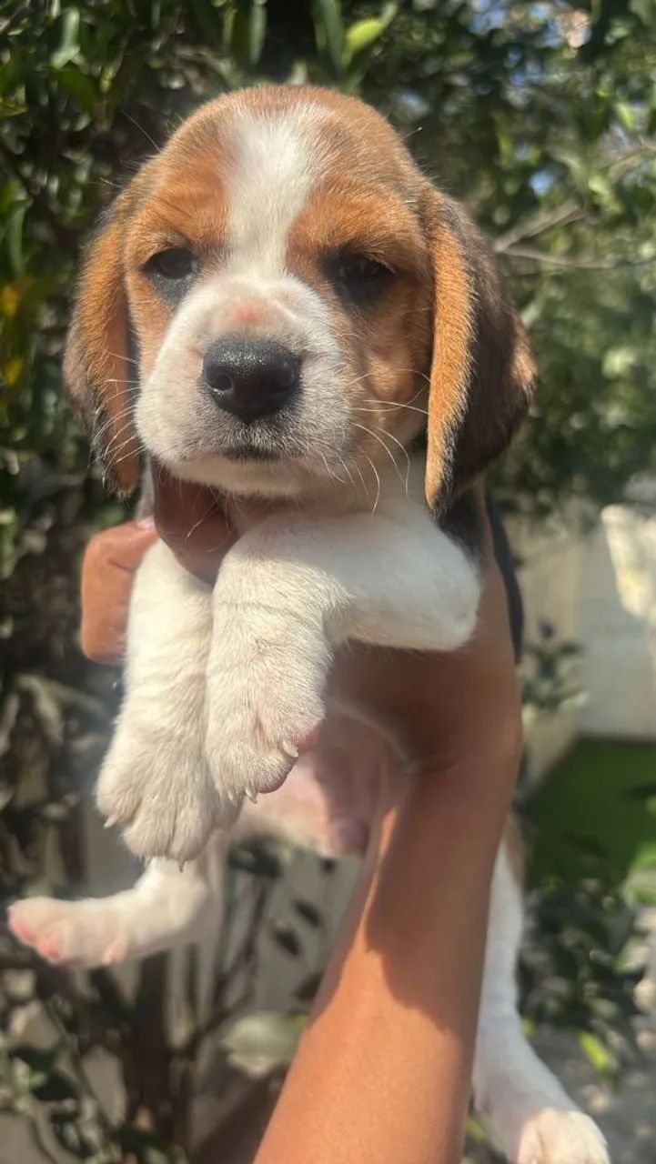 Fêmea linda de Beagle Porte 13 Polegadas com Exames - Foto 3