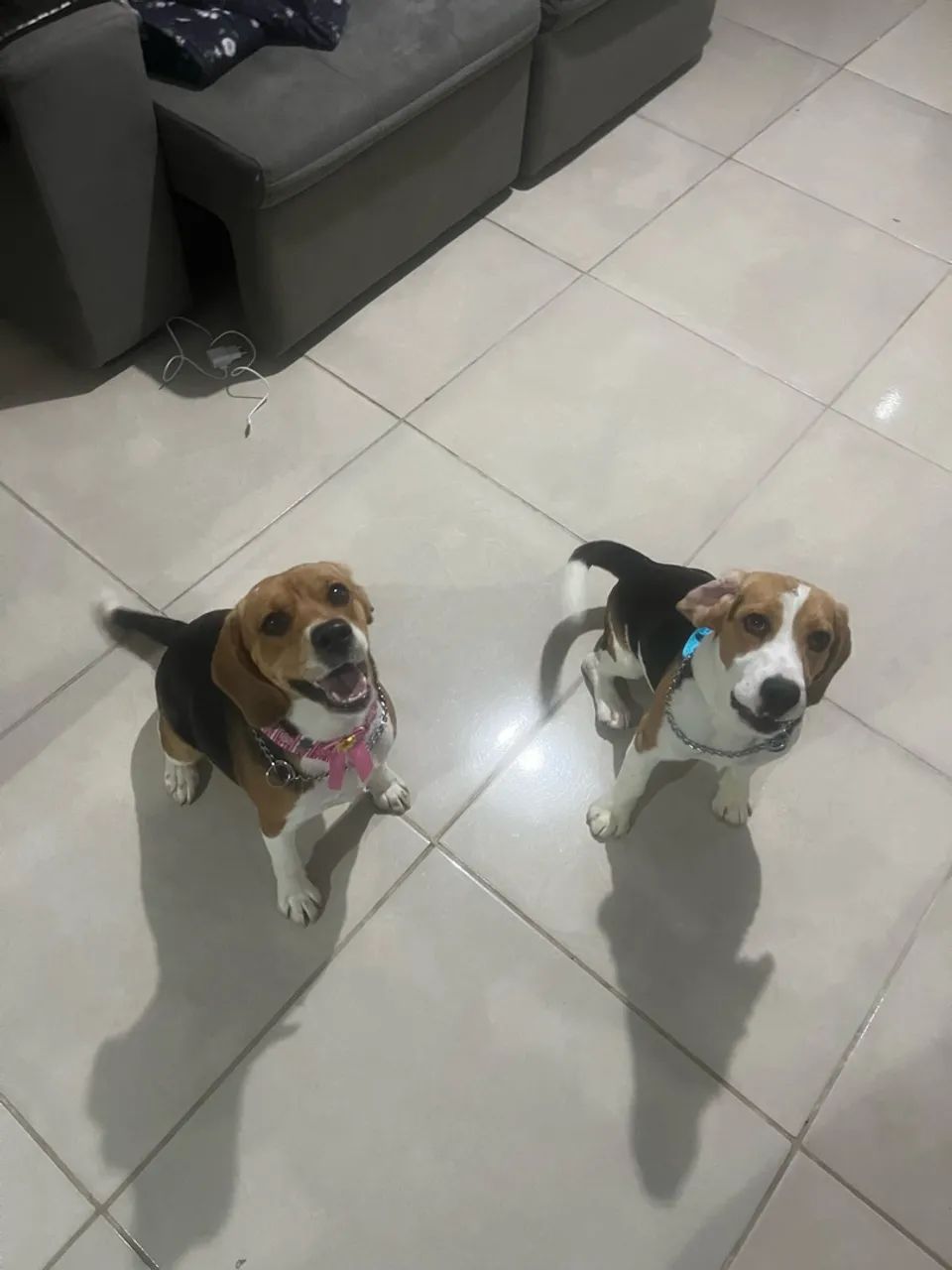 Beagle filhote - Foto 5