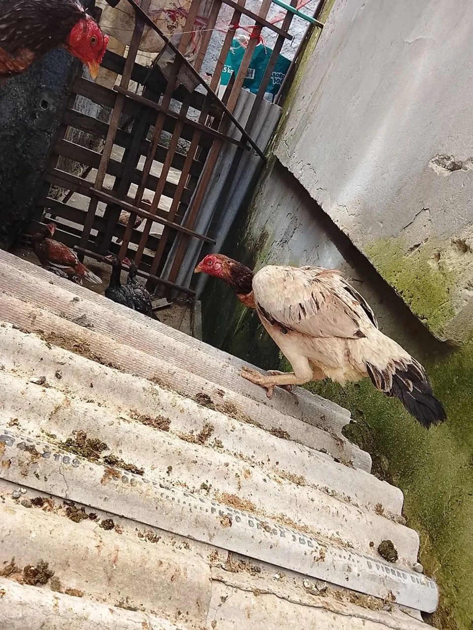 Galinha de raça  - Foto 4