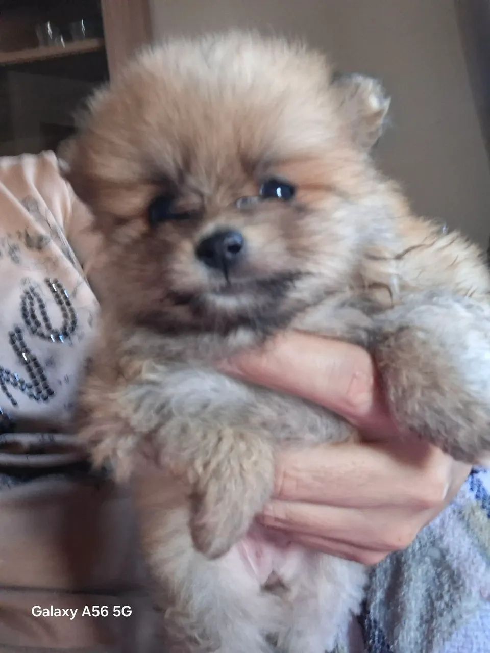 Lulu da pomerania  - Foto 4