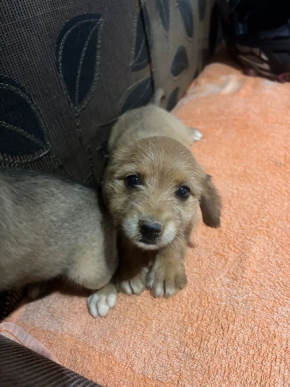 Filhotes cachorro - Foto 3