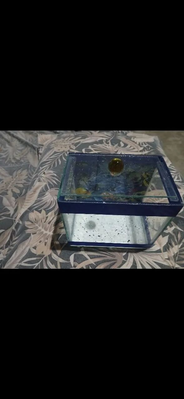 Aquário 3l+ Ração Poyatara Betta - Foto 3
