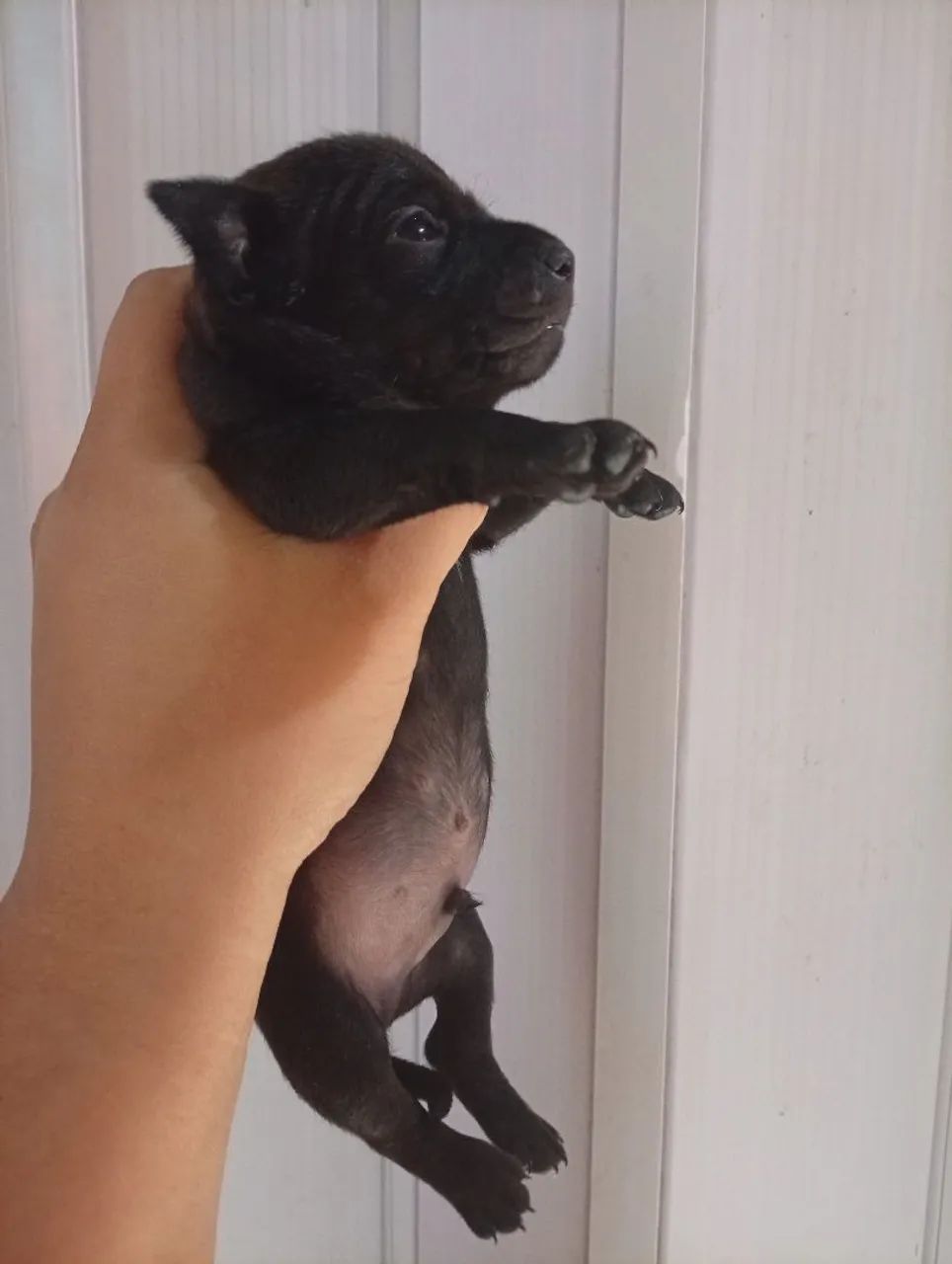 Filhote pinscher macho N1 disponível  - Foto 2