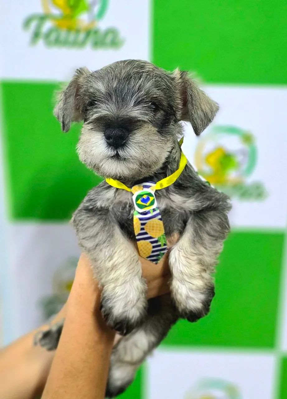 Schnauzer miniatura  - Foto 2