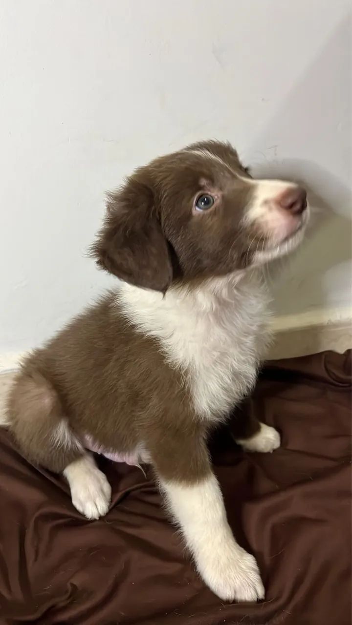 Border collie marrom - Foto 2