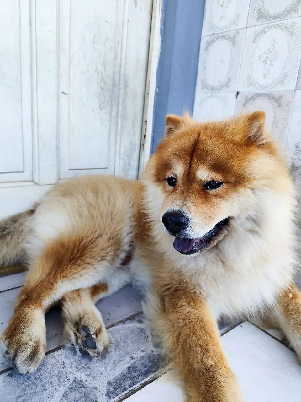 Doação Chow Chow  - Foto 3