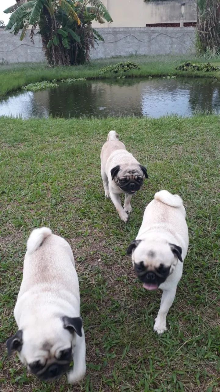 Vendo 5 fêmeas adulta de cães da raça pug...e 2 machos adultos..para cruzar  - Foto 4