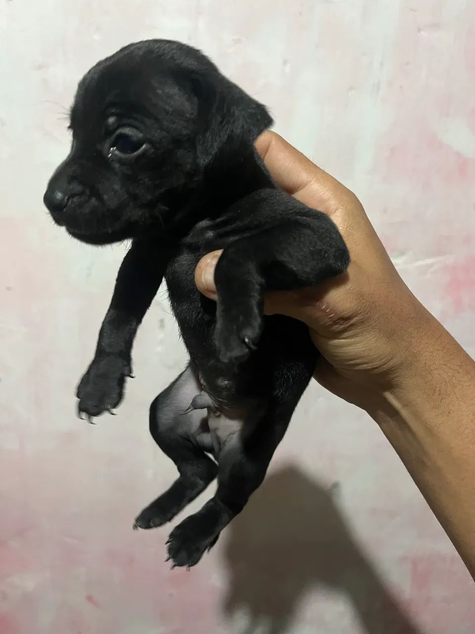 Cachorro pinscher  - Foto 3