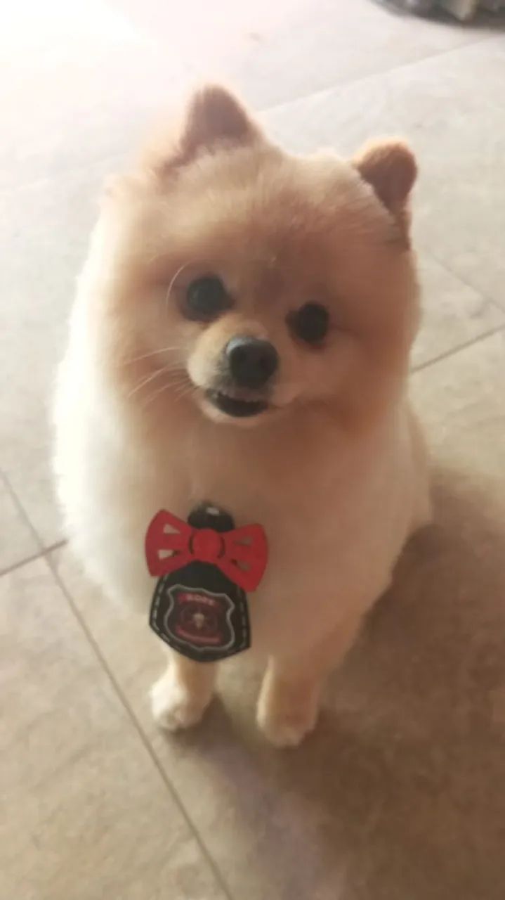 Spitz alemão - Foto 4