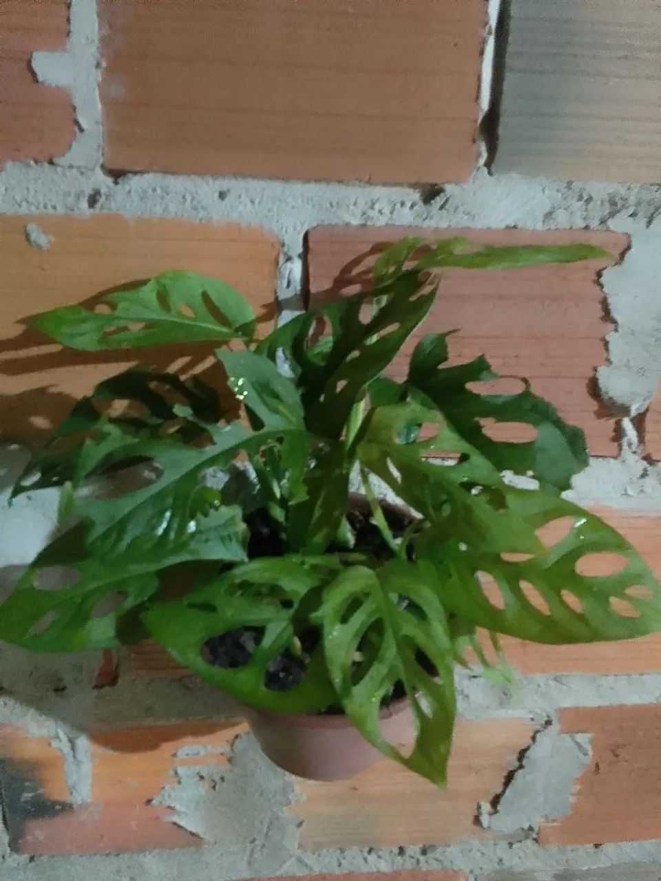 Plantas - Foto 3