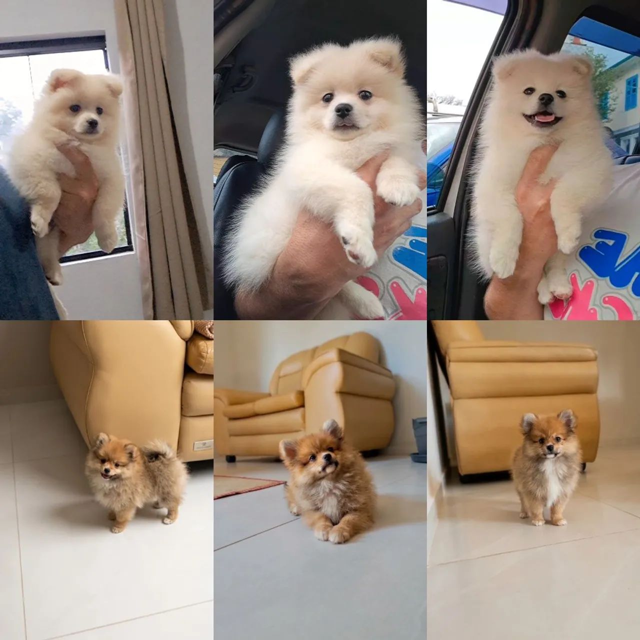 Spitz Alemão 