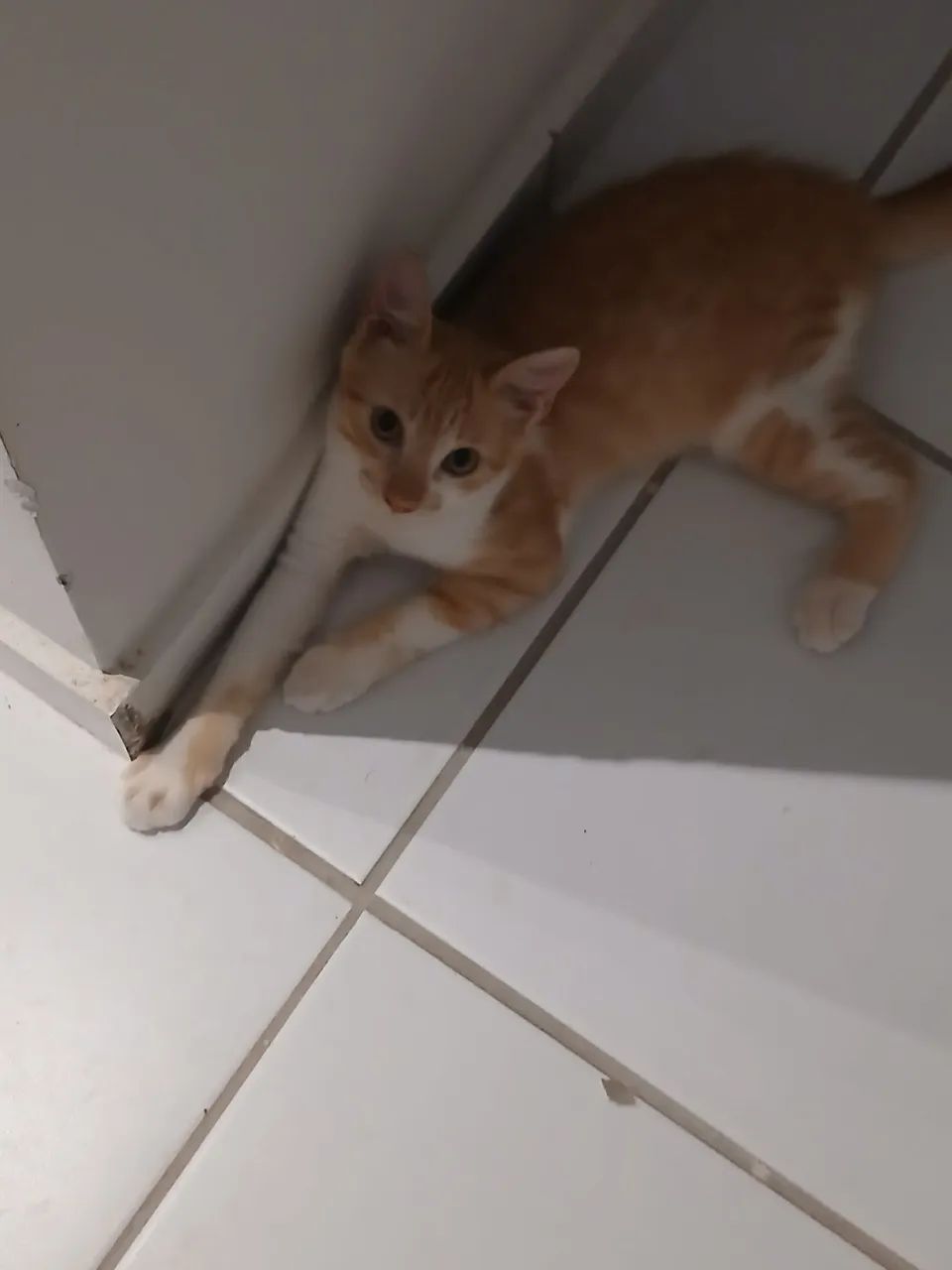 Gatinho Adote um Amigo  - Foto 4
