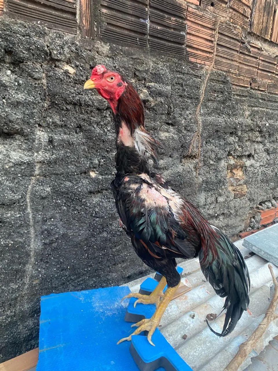 Frango indiano  - Foto 2