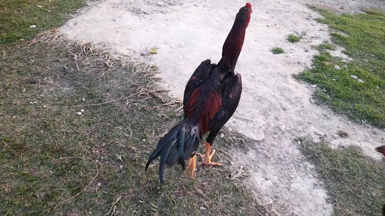 Frango índio  - Foto 2