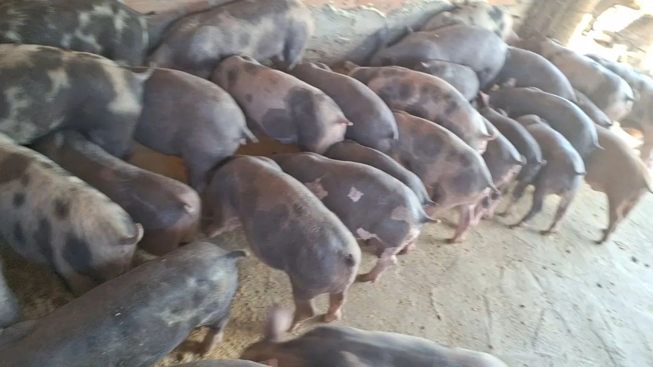 Leitoada pietrã  - Foto 2