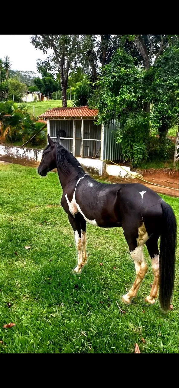 Cavalo pampa de preto