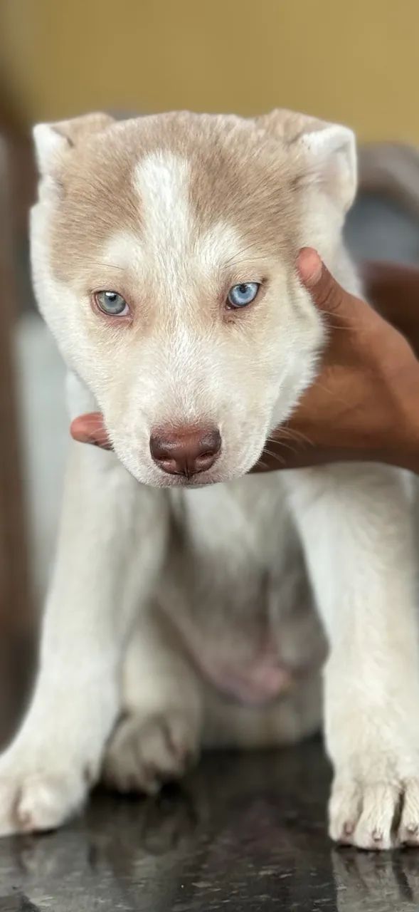 husky siberiano  - Foto 2