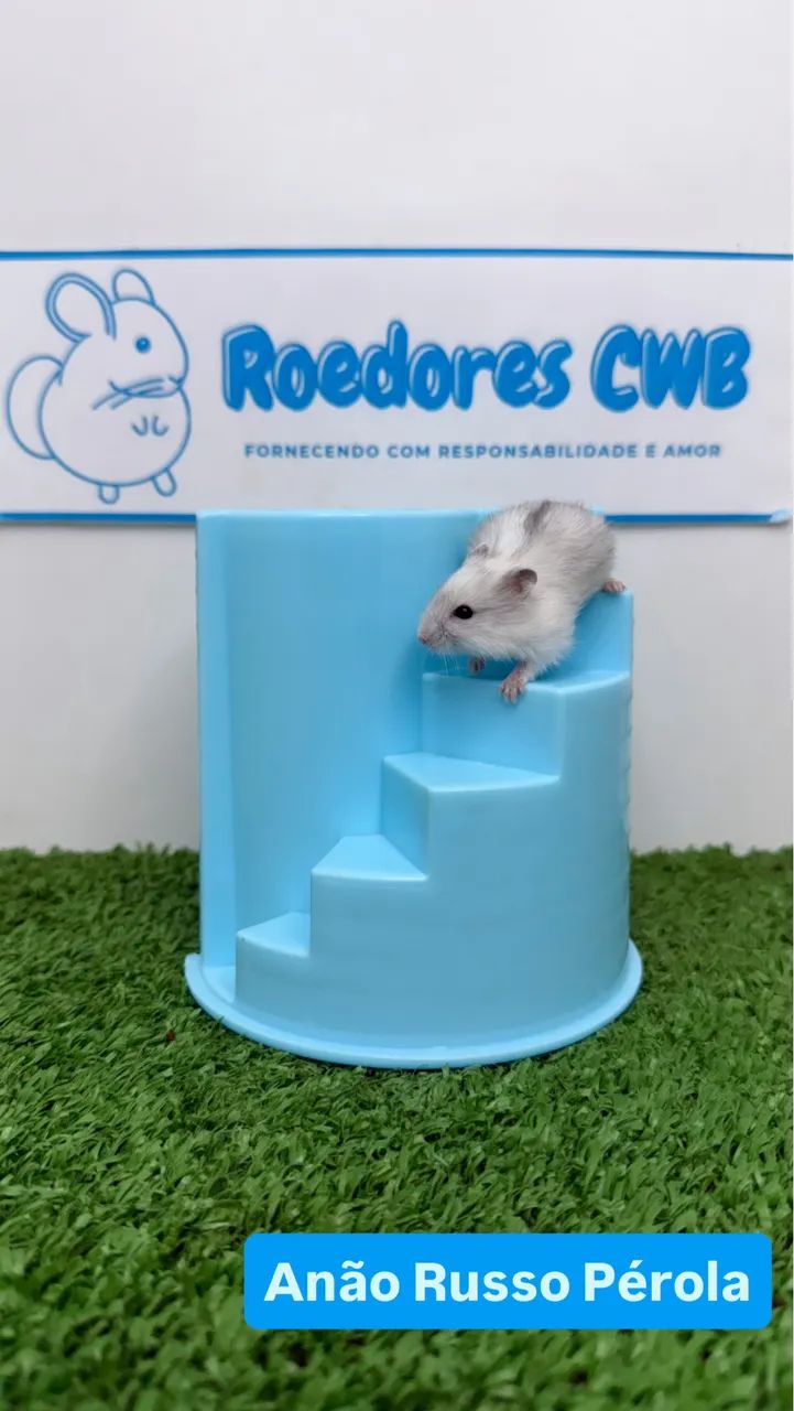 Hamster Anão russo e Sírio (Roedores CWB)  - Foto 3