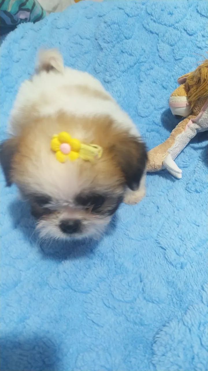 shitzu mini - Foto 4