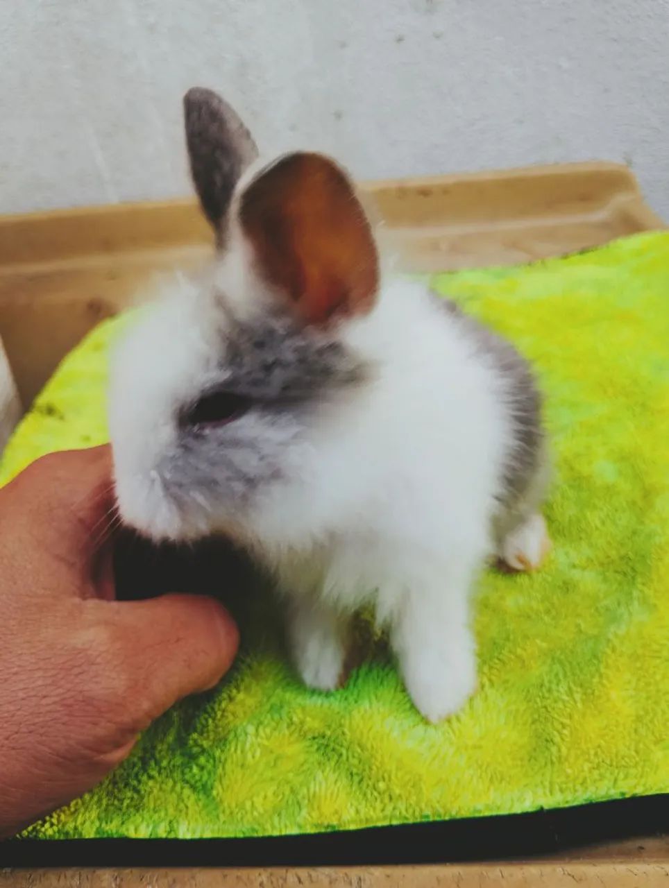 Coelhos mine - Foto 2