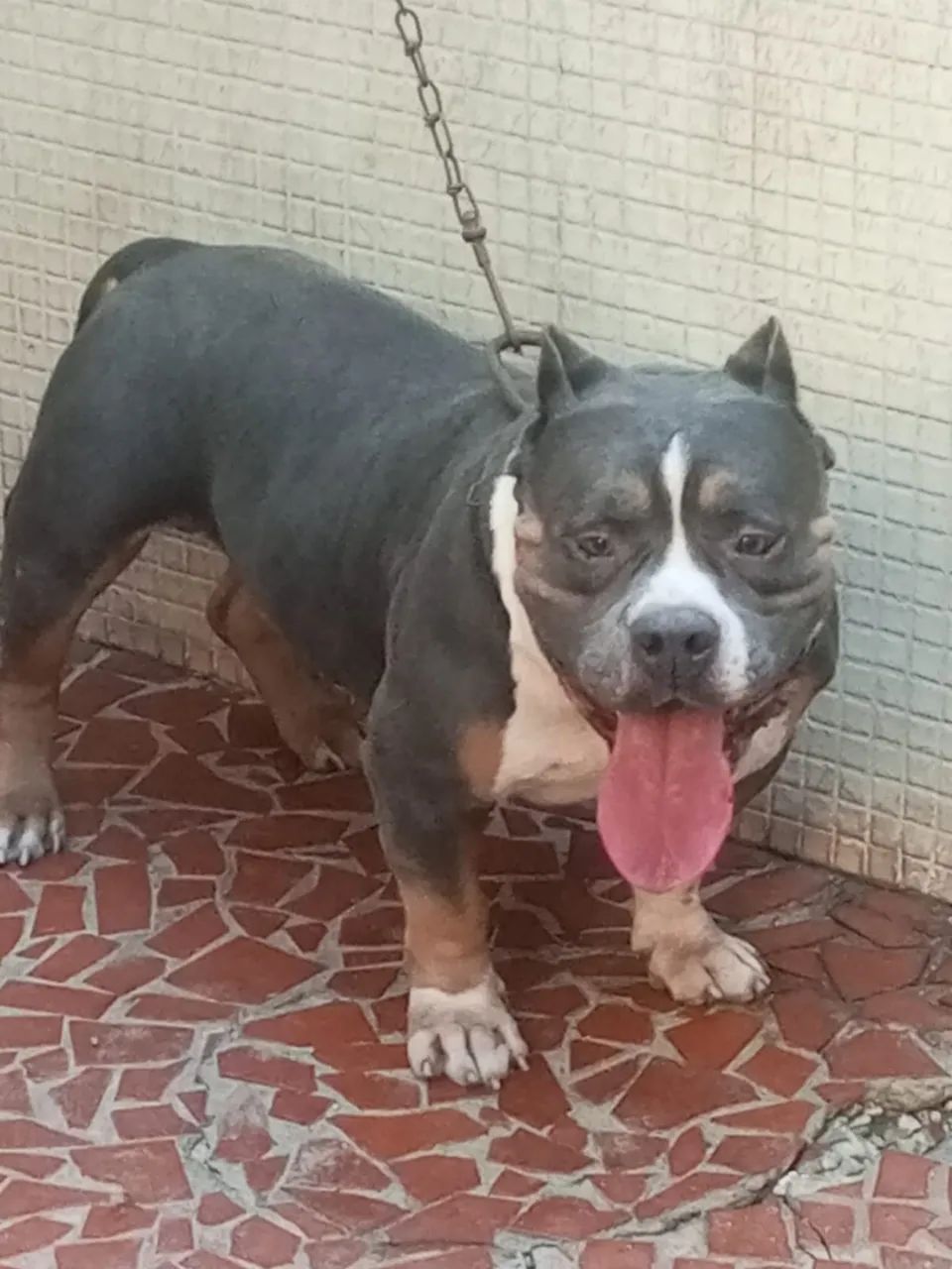 American bully tri blue macho