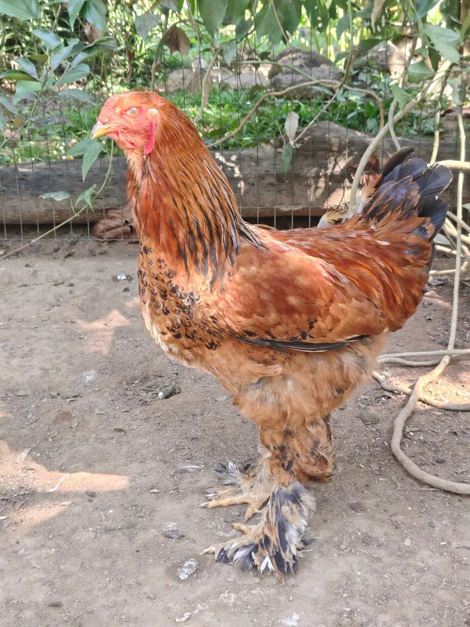 Galos brahma - Foto 2