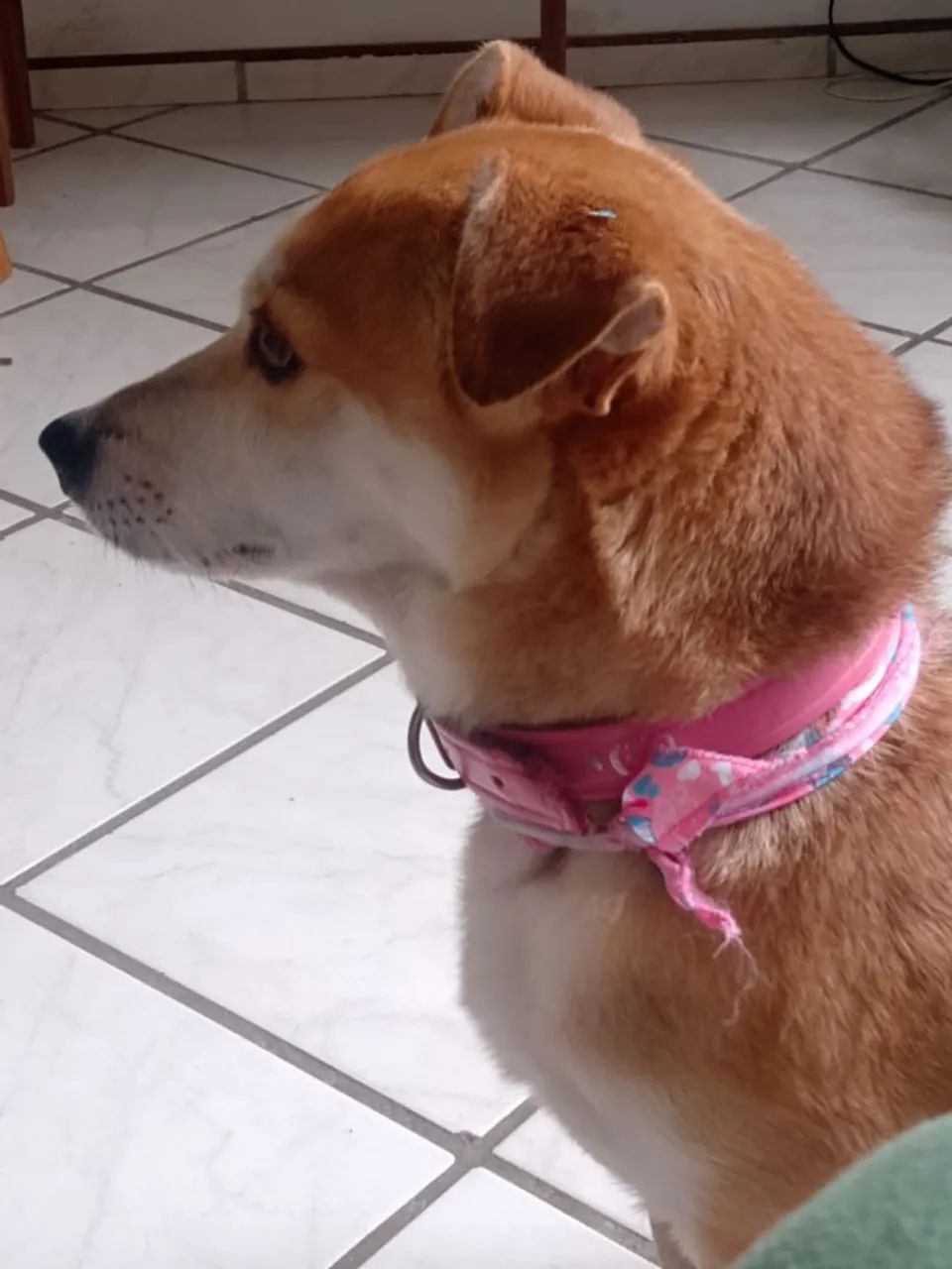 Doa-se cachorrinha 3 anos - Foto 3