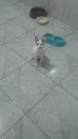 Doação desses indefesas