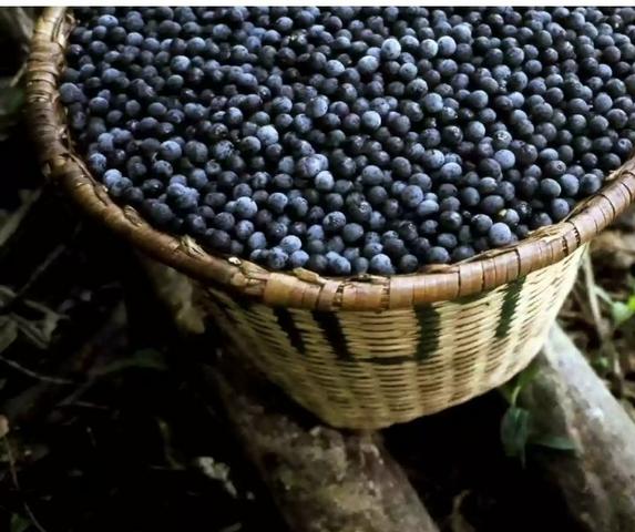 Sócio para fábrica de açaí