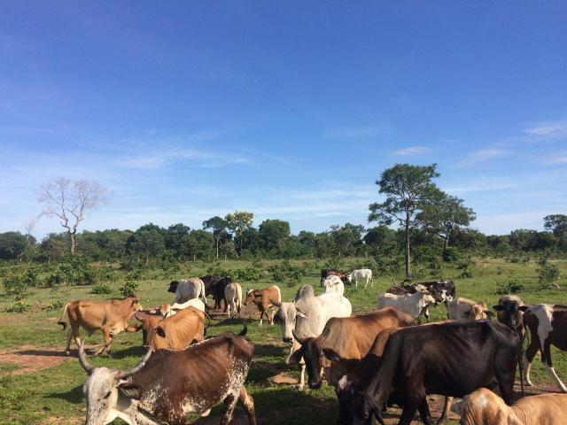 Fazenda 70 hectares á venda á 16km de Cuiabá - Foto 15