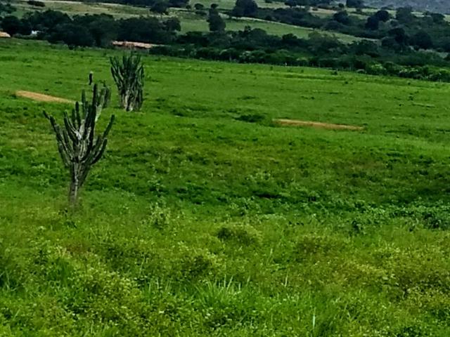 Fazenda em Ribeira do Pombal - Foto 18