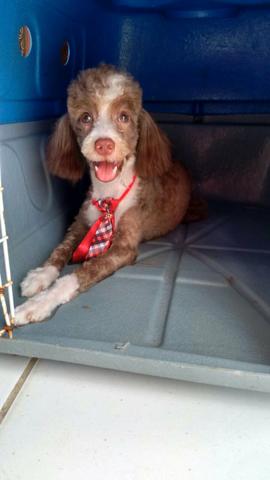 Cachorro filhote de poodlle