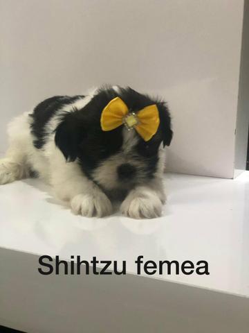 Shih tzu.