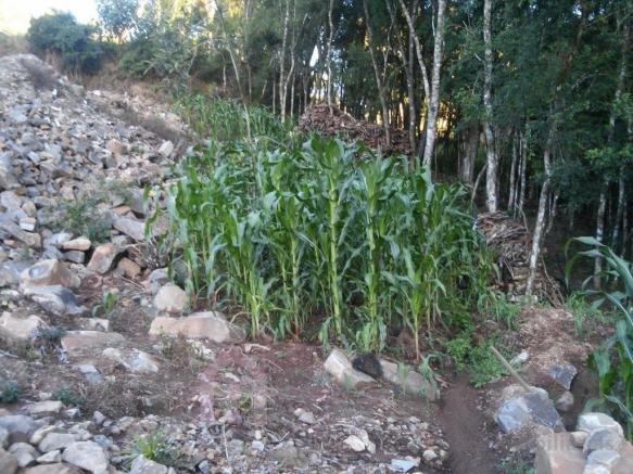Terreno à venda em Monte bérico, Caxias do sul cod:2066 - Foto 2