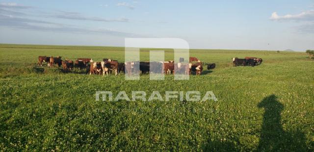 Chácara à venda em Uruguai, Uruguai cod:5557 - Foto 5