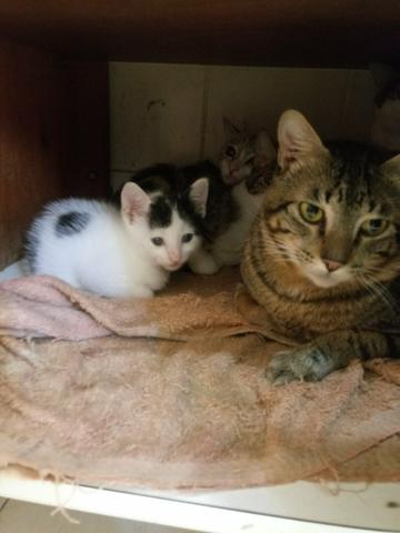 Temos vários gatinhos de abrigo para adoção - Faça a diferença
