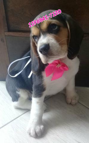 Beagle 13 polegadas a pronta entrega, compre com segurança, leia o anúncio - Foto 6