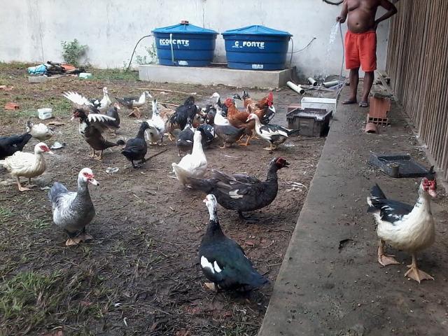 Alugo ou Vendo terreno 22x50m, na zona rural de Iranduba - Aluguel R$ 400- Venda R$ 50mil - Foto 15