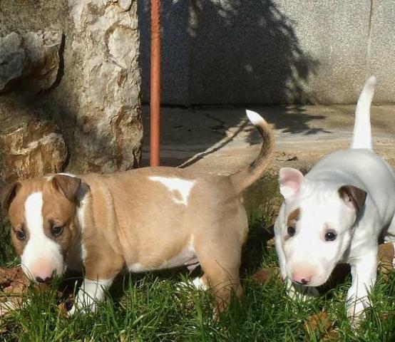 Bull Terrier Inglês * Geovane Mendes - Foto 2