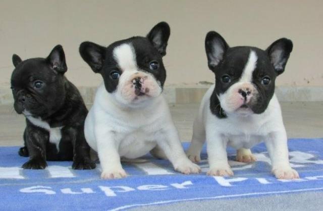 Bulldog#,francês- macho