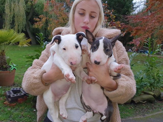 Bull Terrier Inglês pirata/fulvo/tricolor/white e black brindle, machos e fêmeas! - Foto 3